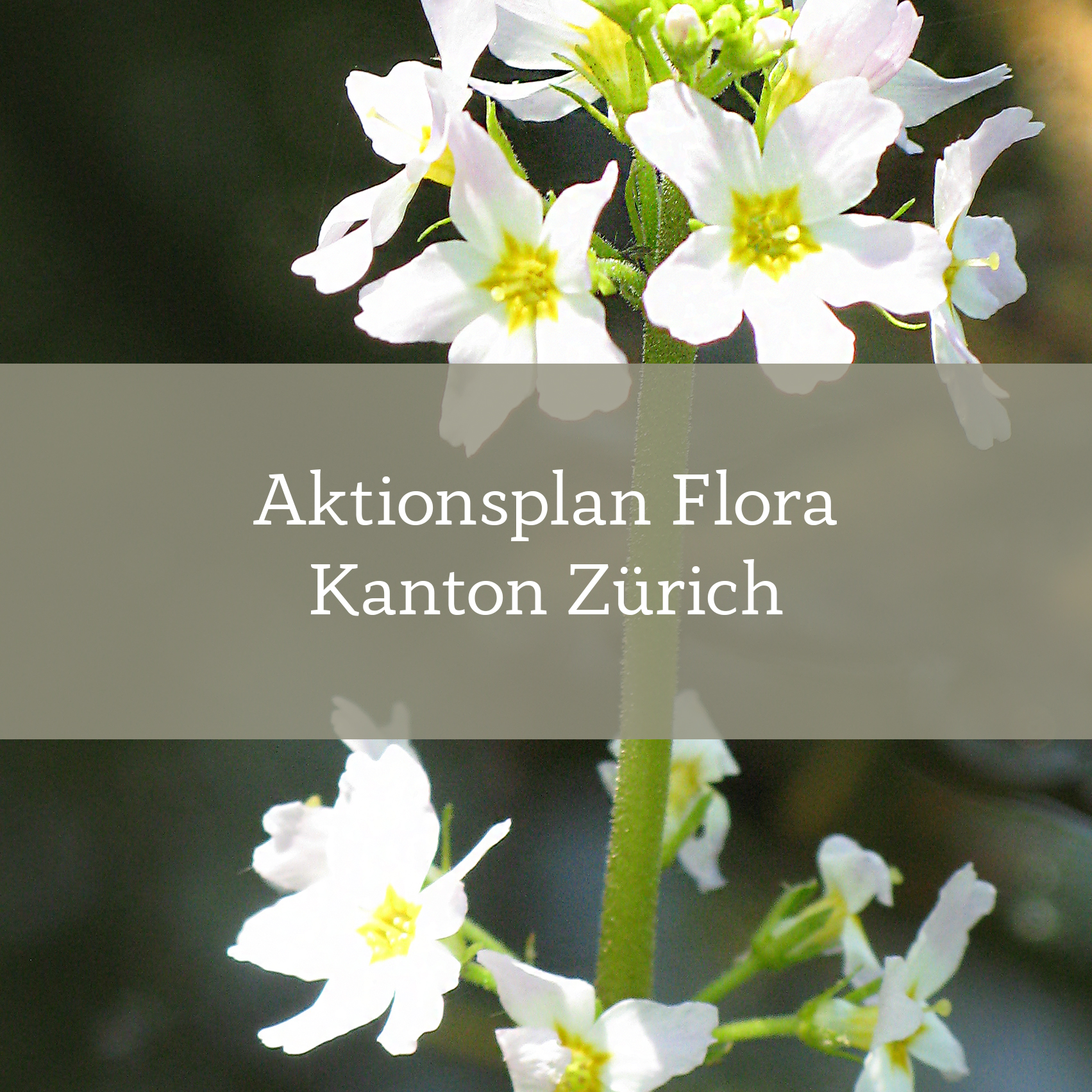 Aktionsplan Flora Kanton Zürich