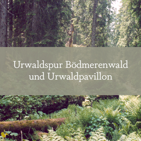 Urwaldspur Bödmerenwald und Urwaldpavillon