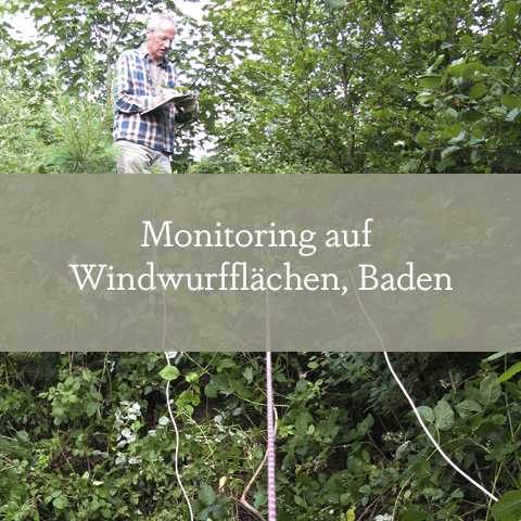 Monitoring auf Windwurfflächen in Baden